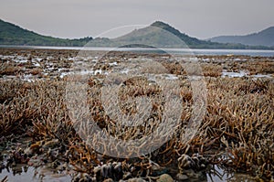 There is Staghorn Coral\'s field on the Beach at Phuket,Thailand. They show up when low tidal current. This is a problem from