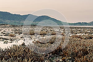 There is Staghorn Coral\'s field on the Beach at Phuket,Thailand. They show up when low tidal current. This is a problem from