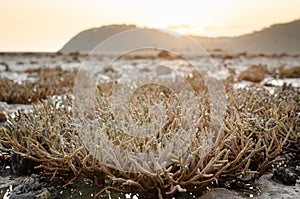 There is Staghorn Coral\'s field on the Beach at Phuket,Thailand. They show up when low tidal current. This is a problem from