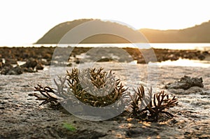 There is Staghorn Coral\'s field on the Beach at Phuket,Thailand. They show up when low tidal current. This is a problem from