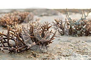 There is Staghorn Coral\'s field on the Beach at Phuket,Thailand. They show up when low tidal current. This is a problem from