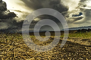 Storm clouds over wheat fields