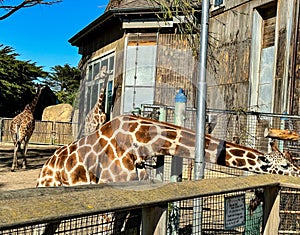 Three tall African giraffes at a zoo in California