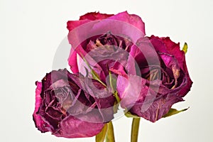 there are three withered pink roses on a white background