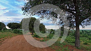 There are tire tracks on the dirt road. Trees and bushes grow on the roadside.