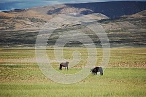 There are two beautiful black wild horses on the green grassland at the foot of the mountain