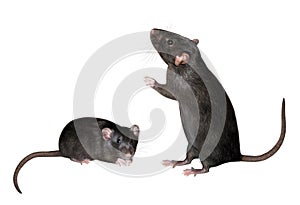 Rats black on white bg
