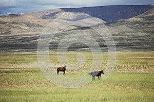 There are two black wild horses on the beautiful broad prairie at the foot of the mountain