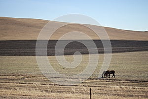 There are two black wild horses eating grass on the grassland at the foot of the mountain