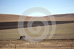 There are two black wild horses eating grass on the grassland at the foot of the mountain