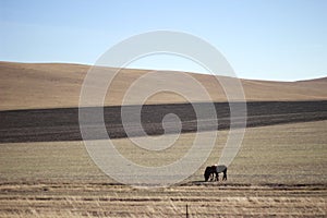 There are two black wild horses eating grass on the grassland at the foot of the mountain