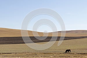 There are two brown wild horses eating grass at the foot of the mountain