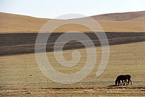 There are two brown wild horses eating grass at the foot of the mountain