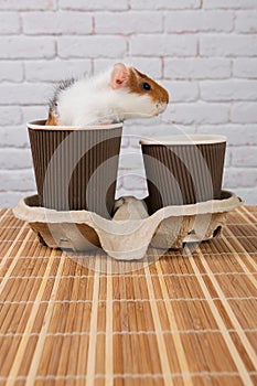 There are two cardboard glasses for tea and coffee on the table, a cute guinea pig crawls out of one glass