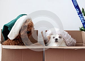 There are two dogs in two cardboard boxes, a pomeranian and a poodle in hats