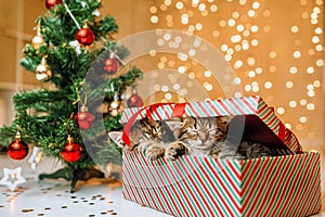 there are Two gray striped kittens in Santa Claus hat are sitting in a gift box next to the Christmas tree.