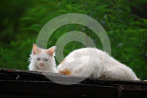 There are two lovely white and yellow cats on the roof