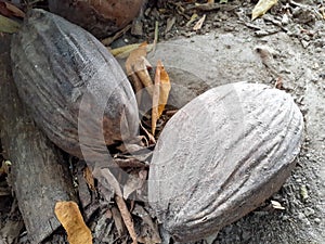 there are two old coconuts