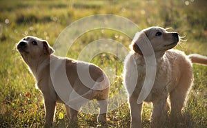 Two small dogs in the grass photo
