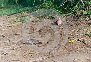 There are two Spotted Dove ( Spilopelia chinensis ) on the prairie land.