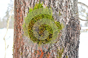 There are variations in growth types in a single lichen species, grey areas between the growth type descriptions