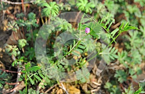There is a vicia sativa among the weeds. Purple red corolla, small and lovely.