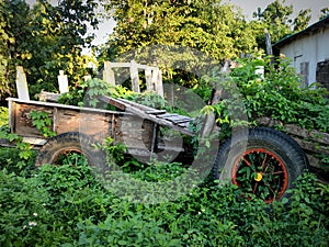 There is a vine, covering the old car park for a long time.