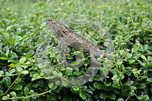 There was a very docile chameleon on the branch.