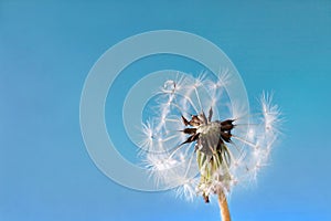 There is a water drop on a white dandelion on the blue background