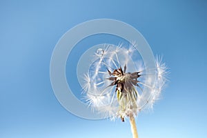 There is a water drop on a white dandelion on the blue background