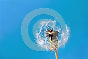 There is a water drop on a white dandelion on the blue background