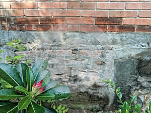 There are water droplets on the green leaves of the Adenium obesum plant and the red flower buds