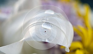 There are water drops on a white petal of lily flower. close-up macro photo. emotional and romantic feelings.