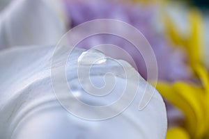 There are water drops on a white petal of lily flower. close-up macro photo. emotional and romantic feelings.