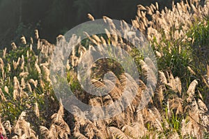 There were many golden reeds swaying gently with the wind on the hillside.