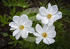 There White Cosmos Flowers