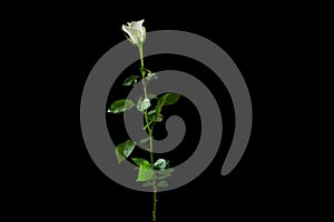 There is white rose with green leafs on the black background. Happy Valentine`s Day