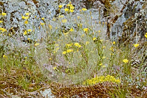 There are yellow wildflowers on the stones.