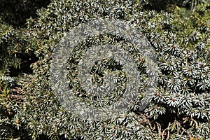 There are yew branches