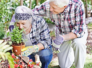 Theres nothing like the smell of fresh herbs...A happy senior couple busy gardening in their back yard.