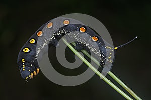 The theretra oldenlandiae hawkmoth caterpillar.