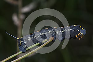 The theretra oldenlandiae hawkmoth caterpillar.