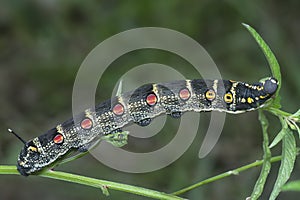 The theretra oldenlandiae hawkmoth caterpillar.