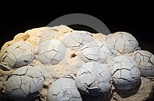 Dinosaur eggs
