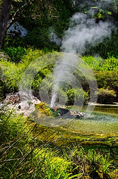 Thermal Geyser at Waimangu Volcanic Valley in Rotorua, North Island, New Zealand