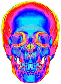 Thermal image of the human skull