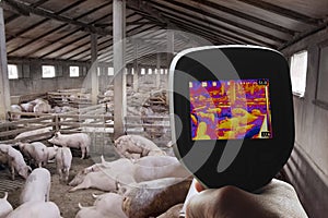 Thermal Image of Pig Farm photo