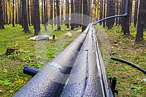 Thermal insulation of water pipes. Thermal insulation of plastic pipes. Coniferous forest. Isotherm