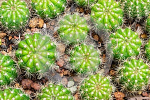 Thermal plants cactus plant group growth in the desert,Echinopsis calochlora cactaceae.
