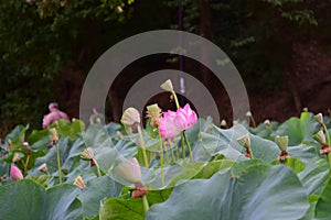 The thermal water lily from Felix Baths 61